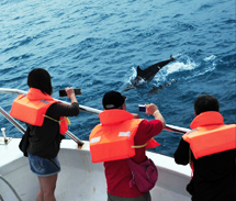 Whale watching in Hualien
